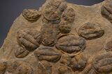 Mortality Plate Of Large Asaphid Trilobites - Museum Display #322786-4